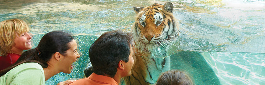 Busch Gardens Tampa tiger